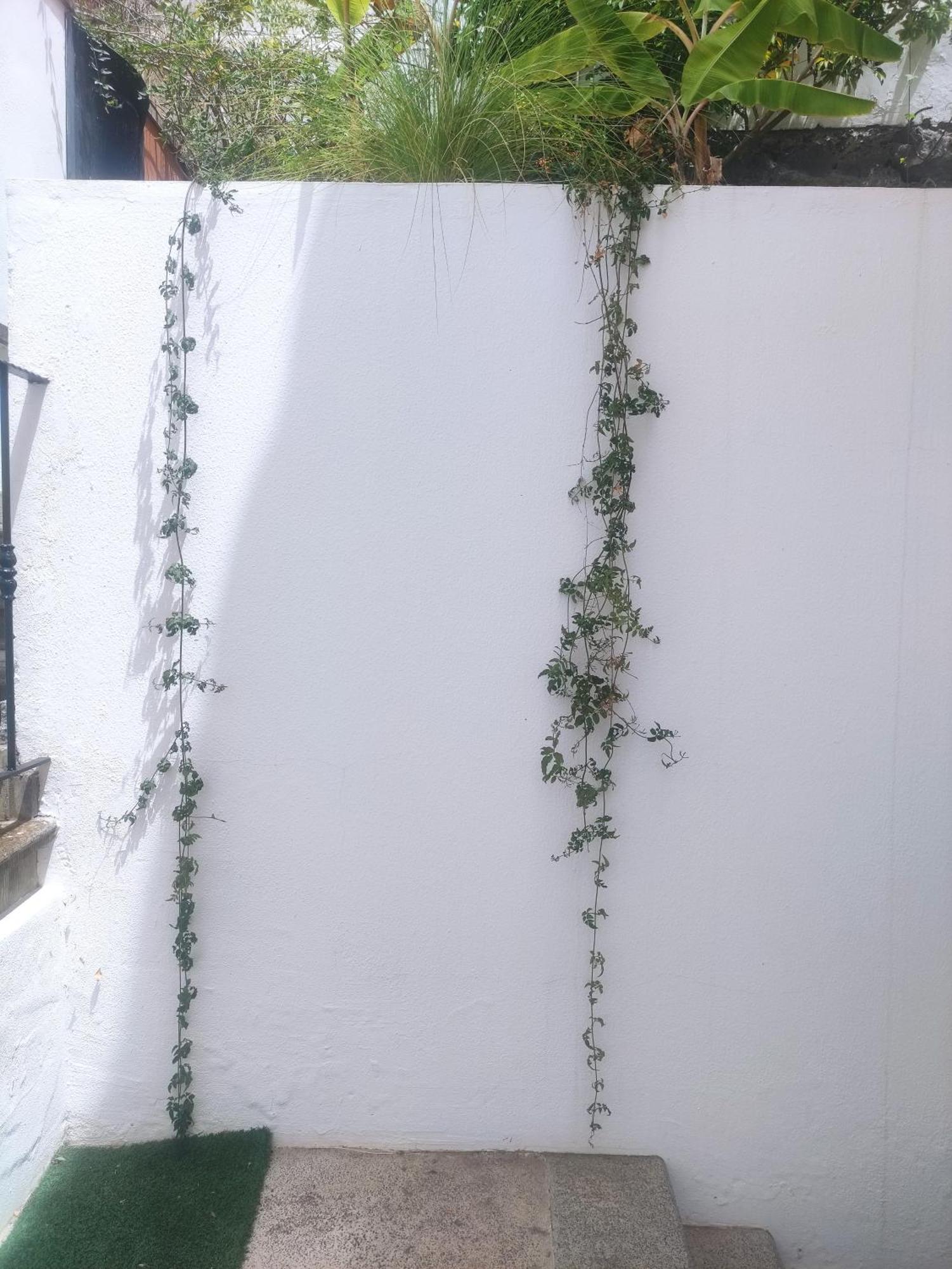 * Estudio Orobanca Santa Brigida (Gran Canaria)